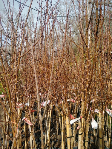 Cerezo Sakura (prunus Serrulata) En 10 Litros. Certificados 2