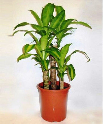 Palo De Agua Giant Indoor Palm Plant 15 Lts 0