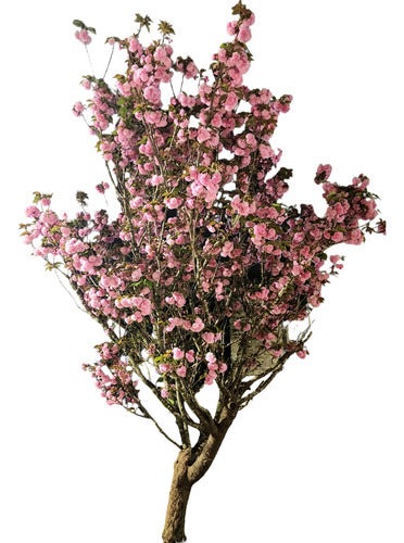 Cerezo Sakura Japonés 2.20m De 5 Años Z/floresta 0