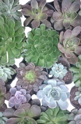 Succulents Nro 9 in Blown Pots + 2 Complimentary 1