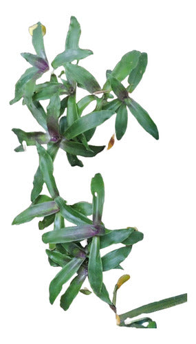 Callisia Fragrans 2x1 0