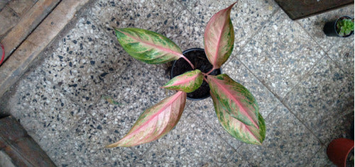 Planta Aglaonema Pink 2