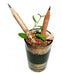 Bulk Plantable Pencil Eco Pack X30 + Surprise Gift! 3