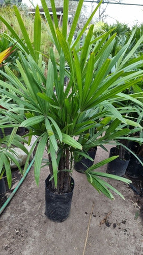 Palmera Raphis Super Tupidas, Muy Decorativas 10 Litros 1