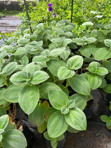 Planta Tibouchina - Planta De La Gloria - Ideal Jardines 3