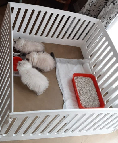 MJ Rabbit Playpen 0