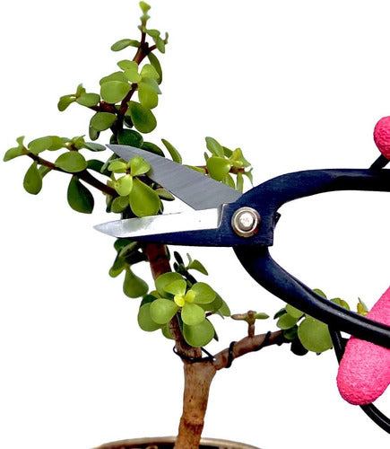 Sure Cut Bonsai Pruning Shears - 7.3 Inches 1