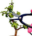 Sure Cut Bonsai Pruning Shears - 7.3 Inches 1