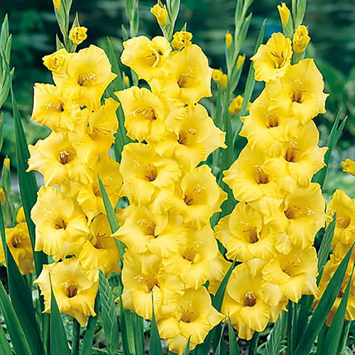 Agroparque Gladiolus Bulbs, Imported from Holland, Choose! X 10 3