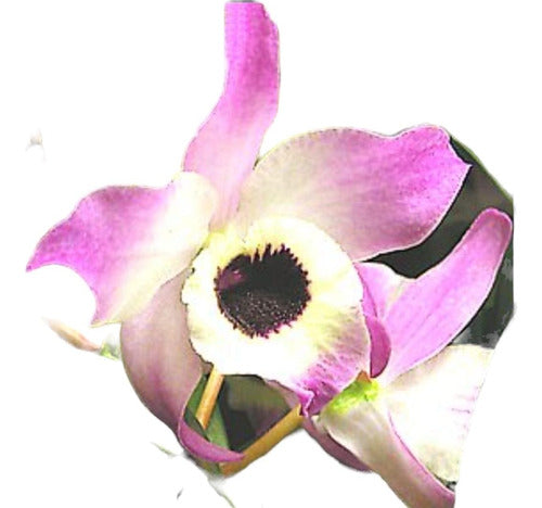 Misiones Online Combo 6 Orchid Species with Included Consultation 0