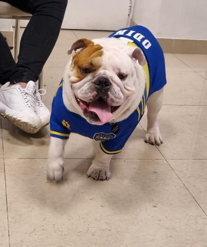 Boca Juniors Bulldog Dog Jersey Personalized Name & Number Print 1
