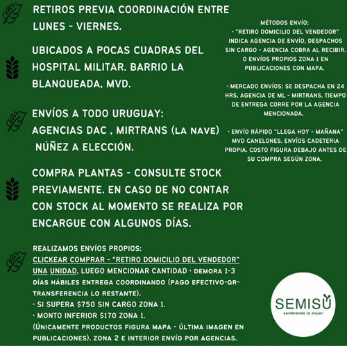 Semillas Cucamelon Sandía Ratón - Kit Siembra Inc - Envíos 1