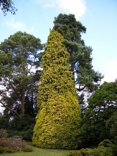 Chamaecyparis Lawsoniana Erecta  Aurea , Conífera ! 5