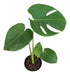 Monstera - Swiss Cheese Plant (Promo x 2) 0