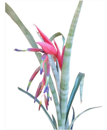 Bromelia Billbergia Nutans En Bowl Nro 18 - Lagrima De Reina 0