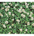 100 Dutch White Clover Seeds - Imported Flower 4