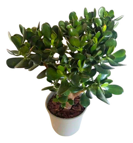 Árbol De Jade Suculenta 50 Cm En Maceta 1