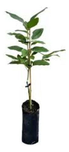 Arbol De Palta-1mt E.gratiscaba-gba -vivero Habx.senasa 0