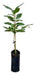 Arbol De Palta-1mt E.gratiscaba-gba -vivero Habx.senasa 0