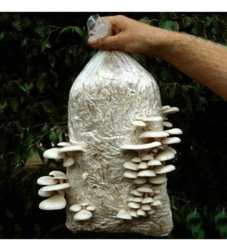 Semillas De Hongo Pleurotus 500 Gr. Cultive Hongos En Casa 1