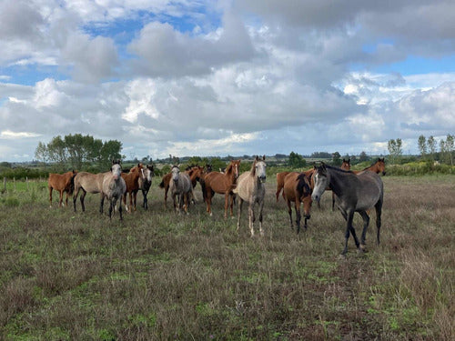 Yaguas Árabes Y Padrillos 6