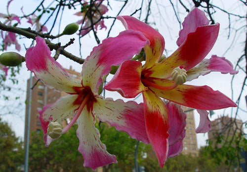 TROPICA Palo Borracho Rosado ! Ceiba Speciosa (Chorisia Speciosa) 3