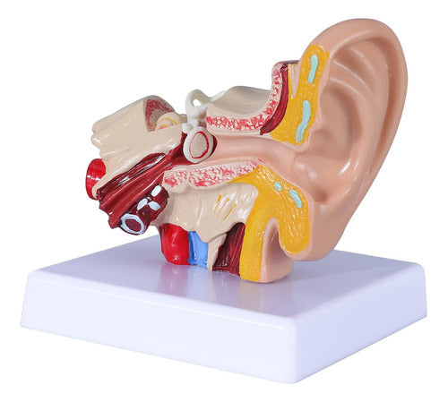 Modelo De Oido Humano 1,5 Veces Agrandado Con Base 0