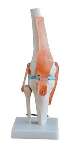 XC Modelo Funcional De La Rodilla Para Practicas Medicas 0