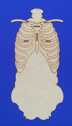 Rompecabezas De Anatomia Encastrable De Fibrofacil De 3 Mm 2