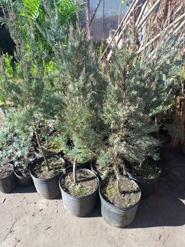 Pino Azul, Juniperus Scopulorum Blue,  10lts 3