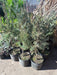 Pino Azul, Juniperus Scopulorum Blue,  10lts 3