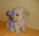 Miniature Poodle Puppy 1