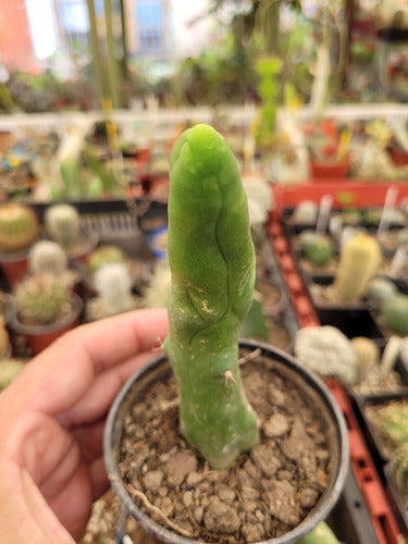 Trichocereus Bridgesii Monstruoso. Cactus Pennis. Único 2