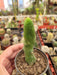 Trichocereus Bridgesii Monstruoso. Cactus Pennis. Único 2