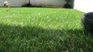 Ambiance Premium Synthetic Grass 25 Mm (2.60 M2) 5