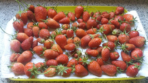 10 Plantines De Frutillas A Raíz Desnuda Sin Tóxicos 2