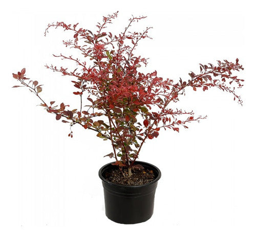 Berberis Thunbergii Atropurpúrea 0