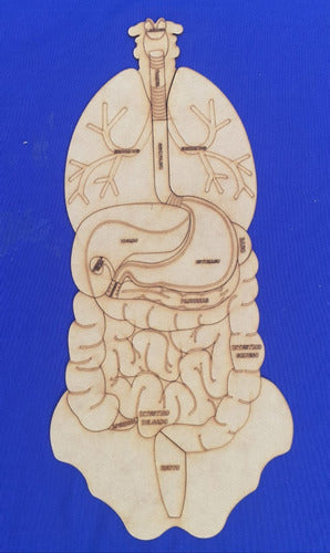 Rompecabezas De Anatomia Encastrable De Fibrofacil De 3 Mm 6