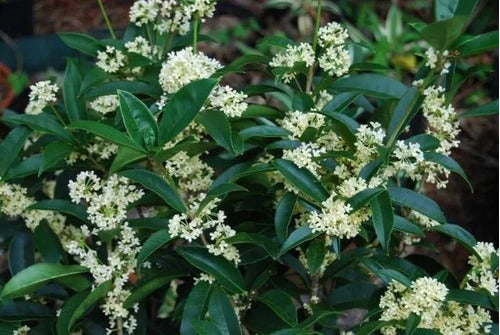 Olea Fragans, Flores Blancas Fragancia Exquisita! 2