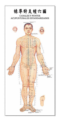 Poster Acupuntura Trilateral Cuerpo Humano 32x70cm 3 Posters 2