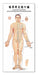 Poster Acupuntura Trilateral Cuerpo Humano 32x70cm 3 Posters 2