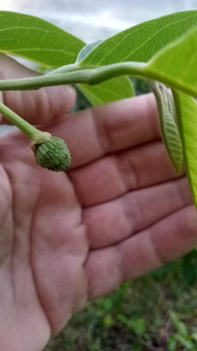 La Huertina Garden Combo 2 Fruiting Plants - Atemoya and Hass Avocado Grafted 3