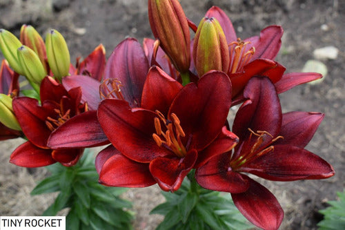 Regalos Vivos Bulbos Lilium Enano X10 Bulbos Mix Asiáticos Varios Colores 1