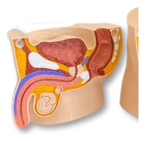 Generic Male Reproductive System 3D Educational Model 0