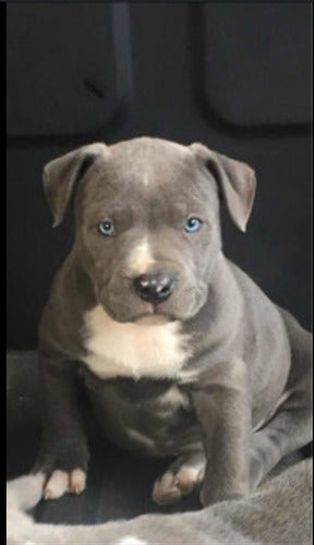 Pitbull Puppies for Sale - 45 Days Old 4