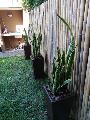 Ohana Arte Natural Sansevieria Espada De San Jorge + Maceta 7