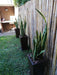 Ohana Arte Natural Sansevieria Espada De San Jorge + Maceta 7