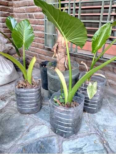 Planta Alocasia, Oreja De Elefante De 0,50 A 1,0 M 3