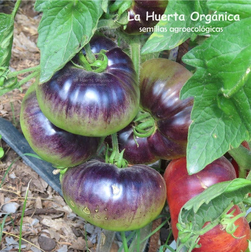 LA HUERTA ORGÁNICA Semillas Tomate Blue Beauty! Belleza Azul. Exóticos! 6