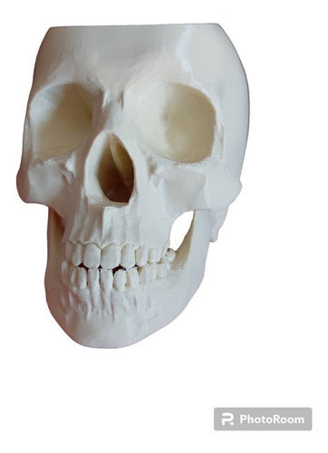 Superior Quality 3D Anatomical Skull Pencil Holder Gift 5